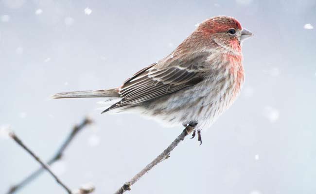 house finch pictures