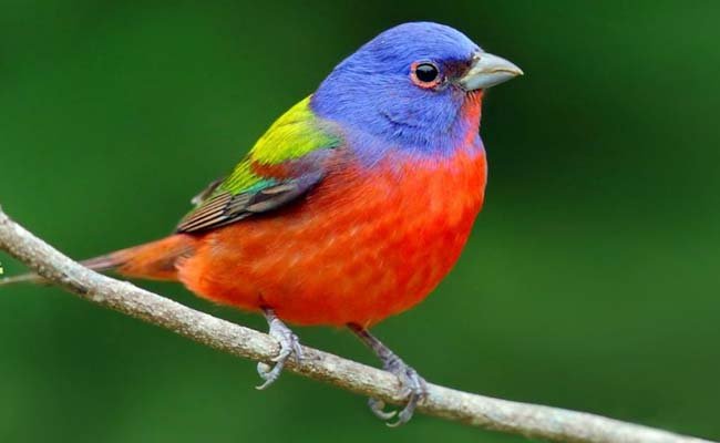 Painted Bunting Song, Diet, Habitat, And Personality
