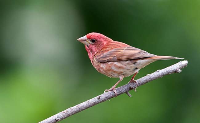 Purple Finch Vs House Finch