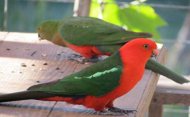 Australian King Parrot Diet, Facts, Habitat, And Personality