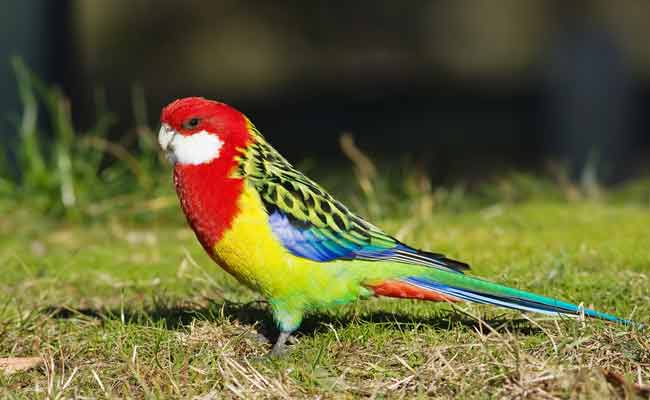 Eastern Rosella Diet, Care, Facts And Personality