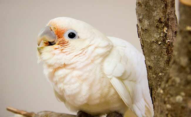 Goffin Cockatoo Behavior, Pet Care, Diet, And Personality