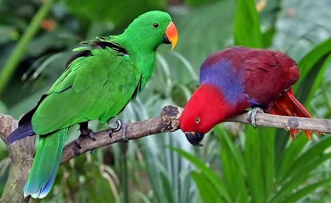 Solomon Islands Eclectus Parrot Diet, Care, And Personality