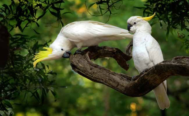 Sulphur Crested Cockatoo Diet, Facts, Care, And Personality
