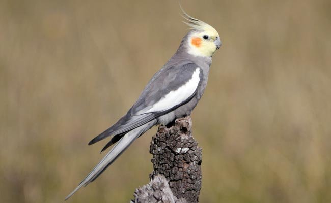 Cockatiel Facts, Care, Food, Habitat, And Personality.