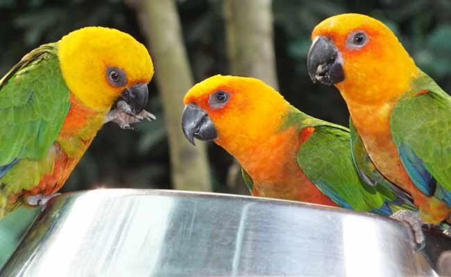 Jenday Conure Care, Habitat, Food, Price, And Personality