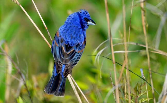 Blue Grosbeak Call, Song, Diet, Habitat, And Personality