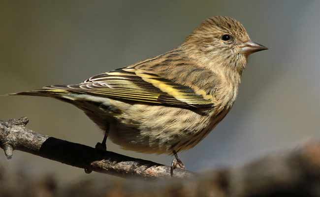 Pine Siskin Song, Call, Diet, Habitat, And Personality