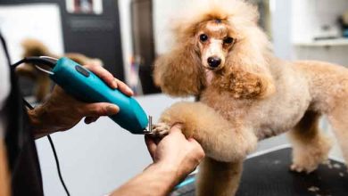 4 Best Reasons Why Dog Grooming Is Good For Your Dog Health