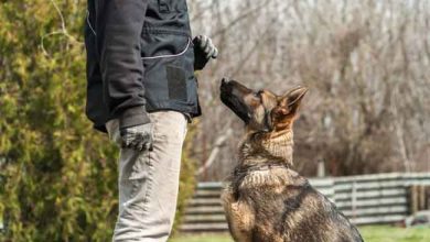 Why Dog Training Is So Important For Your Dogs In 2023