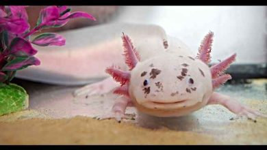 Are Axolotl Good Pets To Have? 2023 Best Info About Axolotl