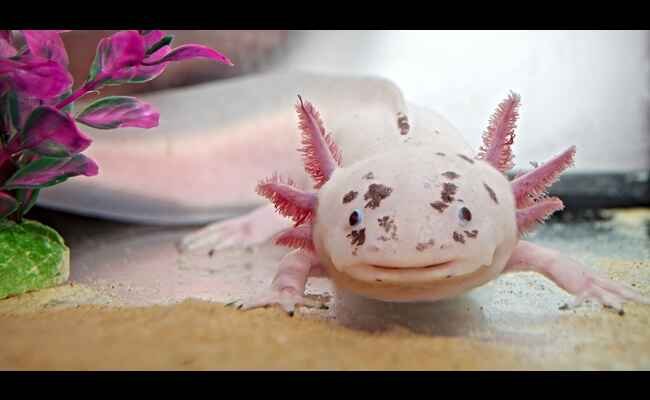 Are Axolotl Good Pets To Have? 2023 Best Info About Axolotl
